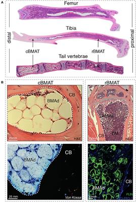 Reporting Guidelines, Review of Methodological Standards, and Challenges Toward Harmonization in Bone Marrow Adiposity Research. Report of the Methodologies Working Group of the International Bone Marrow Adiposity Society